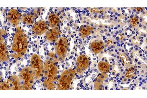 Detection of MEP1a in Mouse Kidney Tissue using Polyclonal Antibody to Meprin A Alpha (MEP1a)