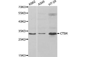 Western blot analysis of extracts of various cell lines, using CTSH antibody. (Cathepsin H anticorps)