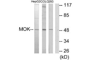 Western Blotting (WB) image for anti-MOK Protein Kinase (MOK) (Internal Region) antibody (ABIN1850096)