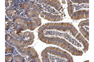 IHC-P Image AMPK alpha 2 antibody detects AMPK alpha 2 protein at cytosol on mouse duodenum by immunohistochemical analysis. (PRKAA2 anticorps  (Center))