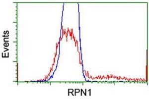 HEK293T cells transfected with either RC201554 overexpress plasmid (Red) or empty vector control plasmid (Blue) were immunostained by anti-RPN1 antibody (ABIN2455100), and then analyzed by flow cytometry. (RPN1 anticorps)