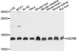 Western blot analysis of extracts of various cells, using UQCRB antibody. (UQCRB anticorps)