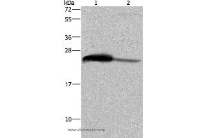 Western blot analysis of Human testis tissue and HepG2 cell, using GSTA3 Polyclonal Antibody at dilution of 1:250 (GSTA3 anticorps)