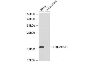 Western blot analysis of extracts of various cell lines using TriMethyl-Histone H3-K79 Polyclonal Antibody. (Histone 3 anticorps  (3meLys79))