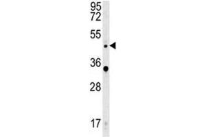 WNT5A antibody western blot analysis in HeLa lysate. (WNT5A anticorps  (AA 185-213))