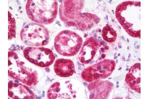 Anti-STUB1 / CHIP antibody IHC staining of human kidney.
