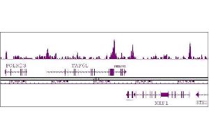 Oct-4 antibody (pAb) tested by ChIP-Seq.