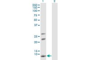 Western Blot analysis of AKR1CL1 expression in transfected 293T cell line by AKR1CL1 MaxPab polyclonal antibody. (AKR1CL1 anticorps  (AA 1-129))