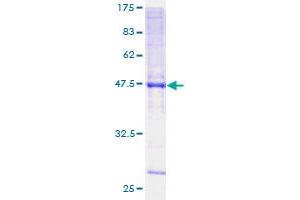 Image no. 1 for Potassium Large Conductance Calcium-Activated Channel, Subfamily M, beta Member 2 (KCNMB2) (AA 1-235) protein (GST tag) (ABIN1308466)