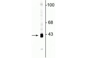Western blot of rat cortical lysate showing specific immunolabeling of the ~43 kDa GAP43 protein. (GAP43 anticorps  (C-Term))
