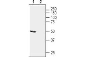 Western blot analysis of mouse brain lysates: - 1. (STOML1 anticorps  (Extracellular, N-Term))