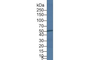 Western Blot; Sample: Bovine Heart lysate; Primary Ab: 5µg/ml Rabbit Anti-Bovine CASP4 Antibody Second Ab: 0.