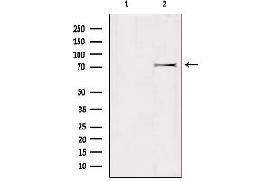 Western blot analysis of extracts from mouse brain, using GTPBP1 Antibody. (GTPBP1 anticorps  (Internal Region))