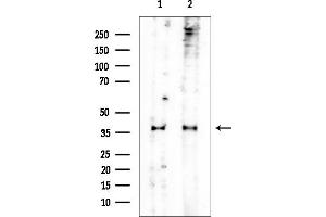 Western blot analysis of lysates from various samples, using IDH3A Mouse Monoclonal Antibody at 1/1000 dilution.