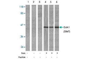 Western blot analysis of extract from HeLa (Lane 1, 4), K-562 (Lane 2, 5) and 293 (Lane 3, 6) cells, untreated or treated with PMA (1 uM, 30 min). (Connexin 43/GJA1 anticorps  (pSer367))
