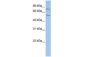 TCTE1 antibody used at 1 ug/ml to detect target protein.