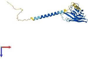 AlphaFold protein structure predicition of Human Recombinant TNFSF14 Protein, UniprotID O43557