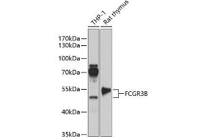 Western blot analysis of extracts of various cell lines, using FCGR3B antibody (ABIN6131279, ABIN6140548, ABIN6140550 and ABIN6218175) at 1:1000 dilution. (FCGR3B anticorps  (AA 1-233))