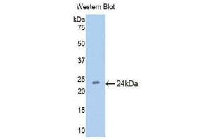Western Blotting (WB) image for anti-Interferon, alpha 5 (IFNA5) (AA 22-189) antibody (ABIN1176589)
