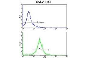 Flow cytometric analysis of K562 cells using CFHL1 Antibody (C-term)(bottom histogram) compared to a negative control cell (top histogram). (CFHR1 anticorps  (C-Term))