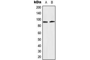 Western blot analysis of STAT5 (pY694/699) expression in HeLa EGF-treated (A), NIH3T3 (B) whole cell lysates. (STAT5A anticorps  (C-Term, pTyr694, pTyr699))