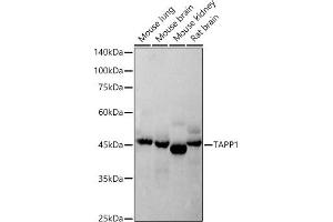 Western blot analysis of extracts of various cell lines, using T antibody (ABIN7269414) at 1:500 dilution.