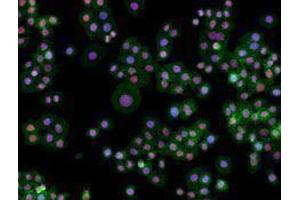 Immunofluorescence (IF) image for anti-Structure Specific Recognition Protein 1 (SSRP1) antibody (ABIN2666367)