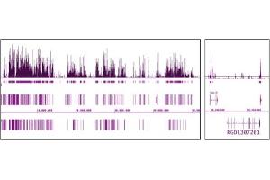 Histone H3 acetyl Lys9 antibody (mAb) tested by ChIP-Seq.
