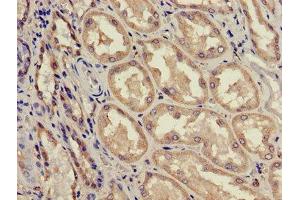 Immunohistochemistry of paraffin-embedded human kidney tissue using ABIN7143187 at dilution of 1:100
