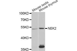 Western blot analysis of extracts of various cell lines, using NEK2 antibody (ABIN5973091) at 1/1000 dilution. (NEK2 anticorps)