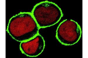 Confocal microscopy Subcellular localization of NTAL by confocal microscopy in THP-1 human acute monocytic leukemia cell line.