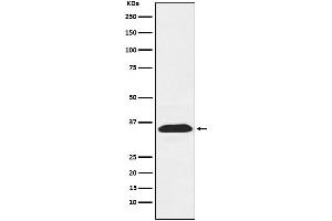 Western blot analysis of PEX19 expression in Jurkat cell lysate.