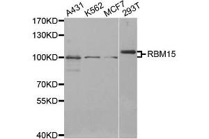 Western blot analysis of extracts of various cell lines, using RBM15 antibody. (RBM15 anticorps  (AA 530-780))