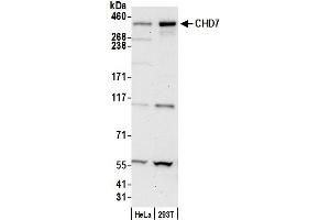 anti-Chromodomain Helicase DNA Binding Protein 7 (CHD7) (AA 2947-2997) antibody