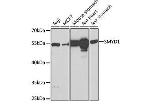 Western blot analysis of extracts of various cell lines, using SMYD1 Antibody (ABIN6128707, ABIN6148163, ABIN6148165 and ABIN6219496) at 1:1000 dilution. (SMYD1 anticorps  (AA 1-350))
