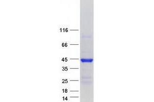 Validation with Western Blot