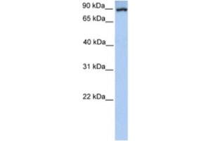 Western Blotting (WB) image for anti-phosphoenolpyruvate Carboxykinase 1 (Soluble) (PCK1) antibody (ABIN2460580) (PCK1 anticorps)