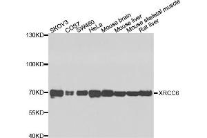 Western blot analysis of extracts of various cell lines, using XRCC6 antibody. (XRCC6 anticorps)