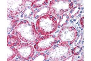 Immunohistochemistry (IHC) image for anti-Potassium Voltage-Gated Channel, KQT-Like Subfamily, Member 1 (KCNQ1) (N-Term) antibody (ABIN2776085)