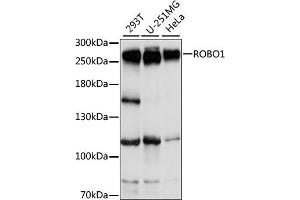 Western blot analysis of extracts of various cell lines, using ROBO1 antibody (ABIN7270110) at 1:1000 dilution.