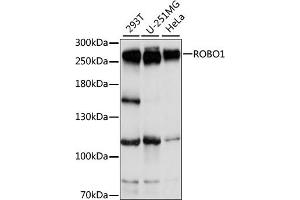 Western blot analysis of extracts of various cell lines, using ROBO1 antibody (ABIN7270110) at 1:1000 dilution. (ROBO1 anticorps  (AA 1452-1651))