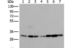 Western blot analysis of 293T Hela Jurkat and A431 cell Human heart tissue Mouse kidney tissue HEPG2 cell lysates using VDAC1 Polyclonal Antibody at dilution of 1:350 (VDAC1 anticorps)