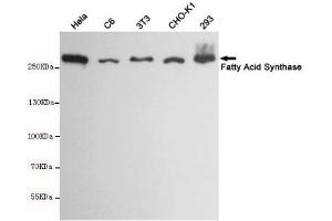 Western blot detection of Fatty Acid Synthase in Hela,C6,3T3,CHO-K1 and 293 cell lysates using Fatty Acid Synthase mouse mAb(dilution 1:1000). (Fatty Acid Synthase anticorps)