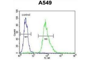 Flow cytometric analysis of A549 cells (right histogram) compared to a negative control cell (left histogram) using MYBPHL Antibody (N-term), followed by FITC-conjugated goat-anti-rabbit secondary antibodies. (MYBPHL anticorps  (N-Term))