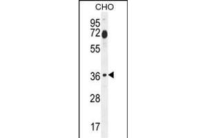 FOSL2 Antibody (Center) (ABIN654925 and ABIN2844568) western blot analysis in CHO cell line lysates (35 μg/lane). (FOSL2 anticorps  (AA 95-122))