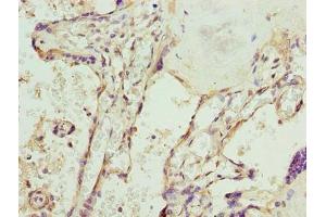 Immunohistochemistry of paraffin-embedded human placenta tissue using ABIN7169619 at dilution of 1:100