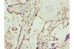 Immunohistochemistry of paraffin-embedded human placenta tissue using ABIN7169619 at dilution of 1:100 (SPCS3 anticorps  (AA 33-180))