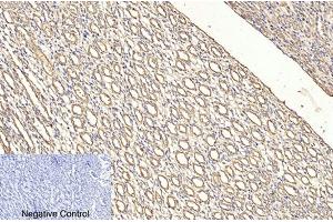 Immunohistochemical analysis of paraffin-embedded rat kidney tissue. (CD4 anticorps)
