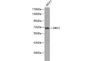 Western blot analysis of extracts of MCF-7 cells, using NRG1 antibody (ABIN3021078, ABIN3021079, ABIN3021080, ABIN1513282 and ABIN6213942). (Neuregulin 1 anticorps  (AA 20-241))