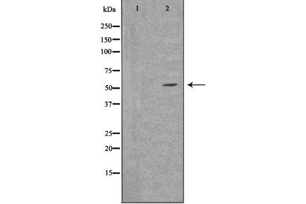 SLC30A1 antibody  (Internal Region)